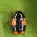 Cryptocephalus quadruplex - Photo (c) skitterbug, algunos derechos reservados (CC BY), subido por skitterbug