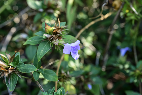 Philippine violet