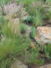Aloe verecunda