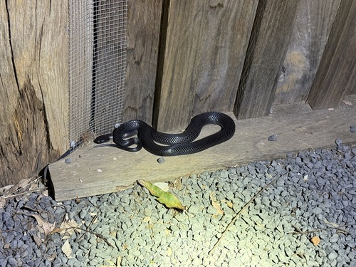 Eastern Small-eyed Snake sighting