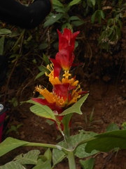Sanchezia cyathibractea