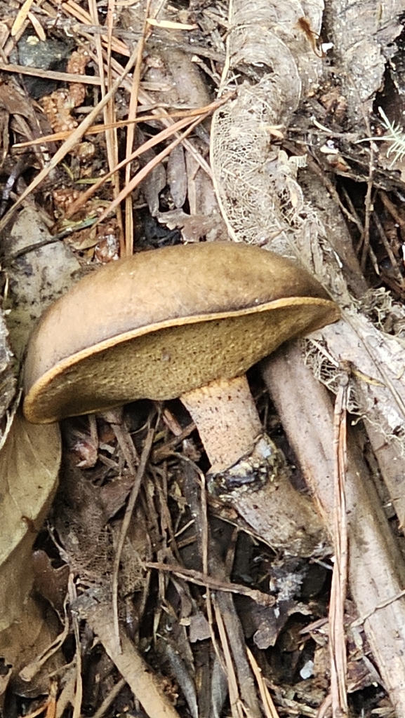 Suillus salmonicolor · November 2025 · photo: © manda3 (iNaturalist, cc-by)