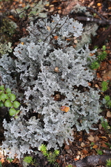 Sphaerophorus stereocauloides