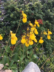 Calceolaria biflora