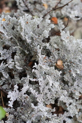 Sphaerophorus stereocauloides