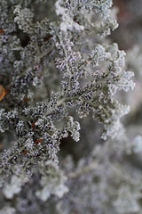 Sphaerophorus stereocauloides