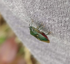 Ditomotarsus punctiventris