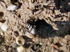 Lampanella minima