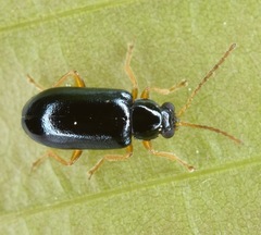 Scelolyperus