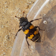 Nicrophorus interruptus