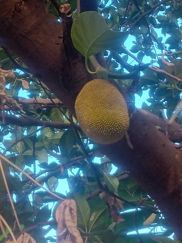 Jackfruit