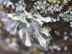 Ramalina puberulenta