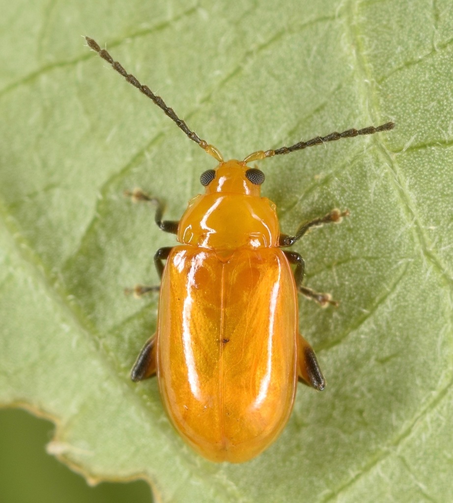 Orange Passiflora Flea Beetle