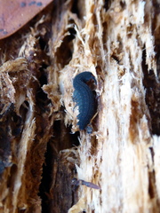 Euperipatoides rowelli