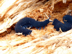 Euperipatoides rowelli