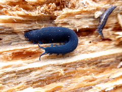 Euperipatoides rowelli