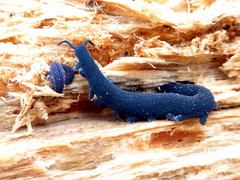 Euperipatoides rowelli