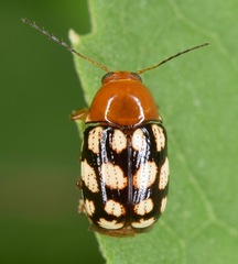 Cryptocephalus guttulatus