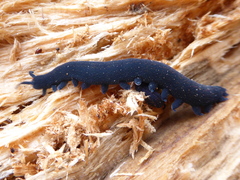 Euperipatoides rowelli