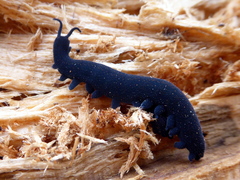 Euperipatoides rowelli