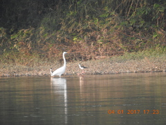 Himantopus mexicanus