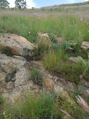 Aloe verecunda