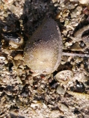 Prunum labiatum