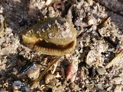 Prunum labiatum