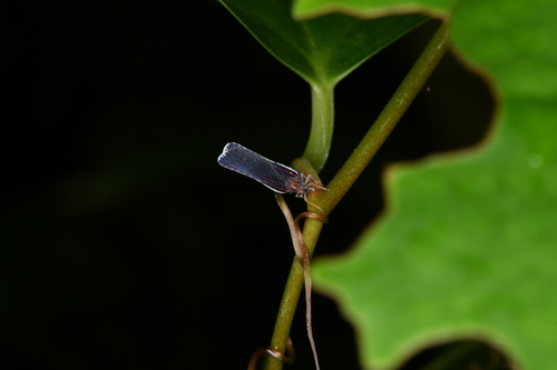 Neoproutista pseudoalbicosta, 2025-11-28