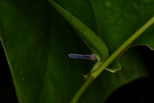 Neoproutista pseudoalbicosta, 2025-11-28