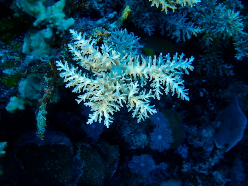 Acropora echinata observed 2025-10-29