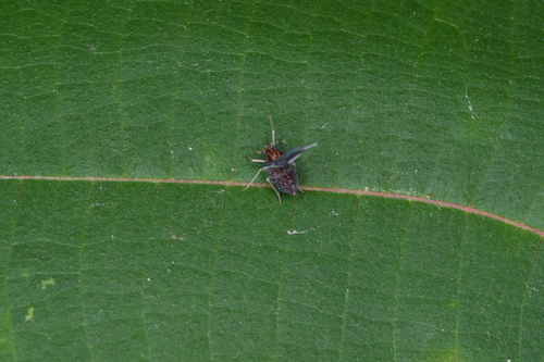 Neoproutista pseudoalbicosta, 2025-11-28