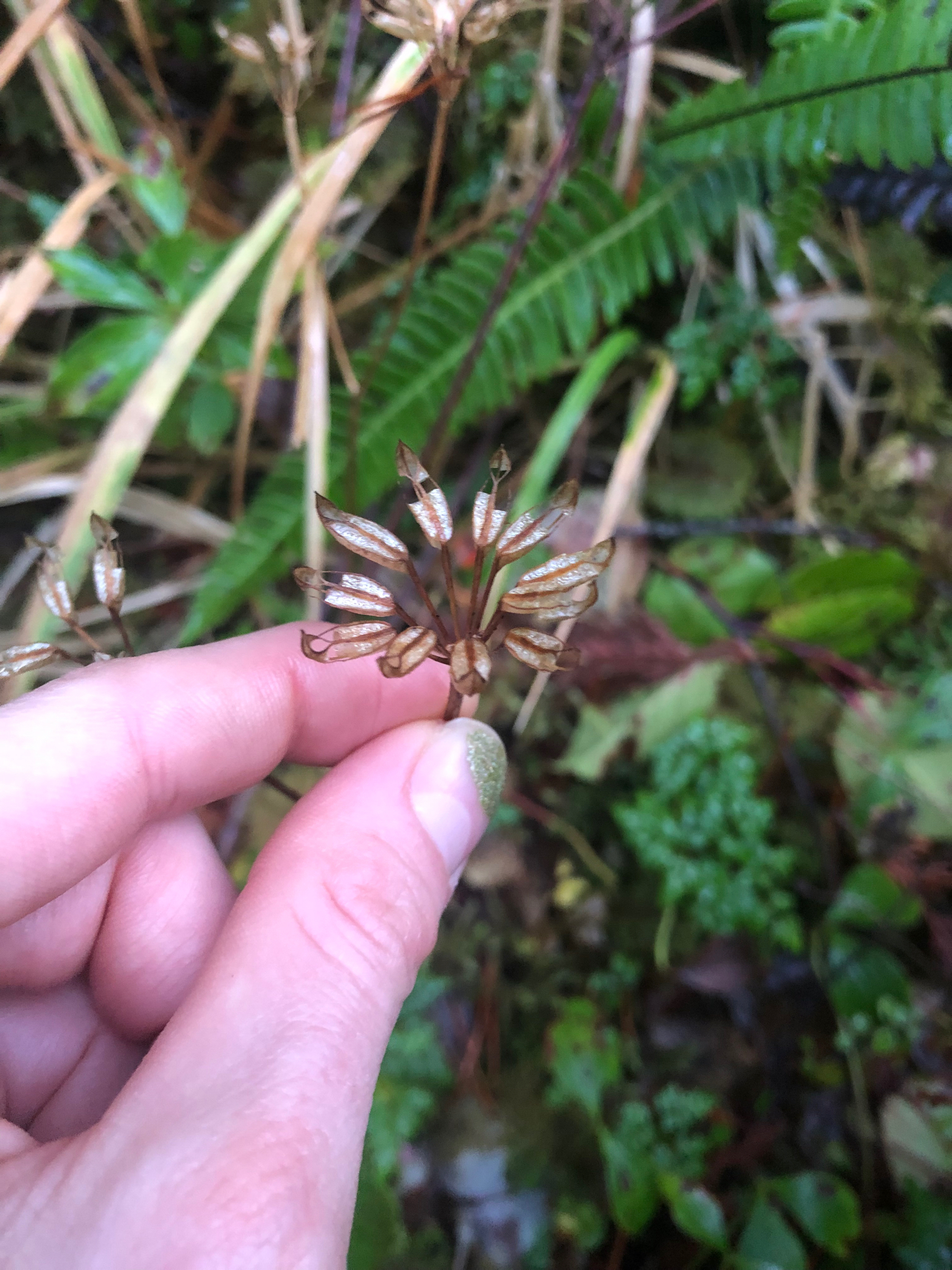 Spleenwortleaf Goldthread (Coptis aspleniifolia)