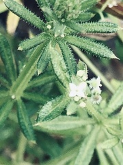 Galium parisiense