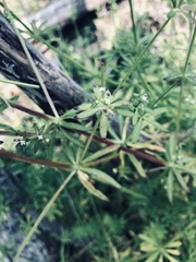 Galium parisiense