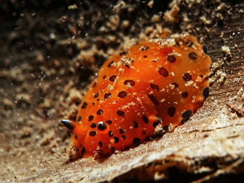 Dendrodoris guttata