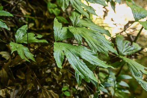 Dipteris chinensis, 2025-11-25
