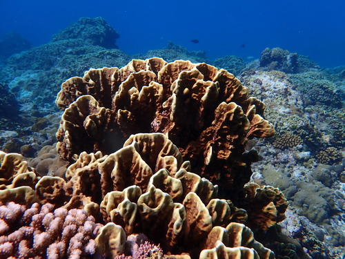Millepora platyphylla observed 2025-11-29