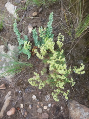 Psammotropha myriantha