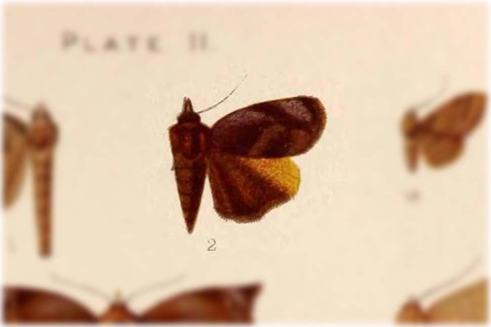 Hyblaea erycinoides