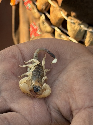Kalahari Burrowing Scorpion