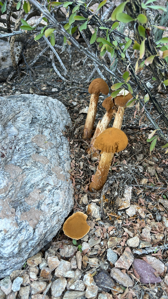 Battarrea phalloides · November 2025 · photo: © htasoff (iNaturalist, cc-by-nc)