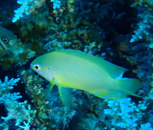 Pomacentrus observed 2025-10-29