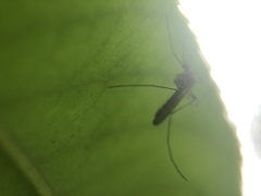 Culex quinquefasciatus