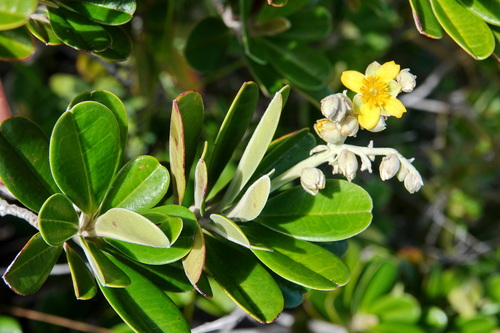 Hibbertia wagapii observed 2025-11-18