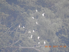 Ardea alba
