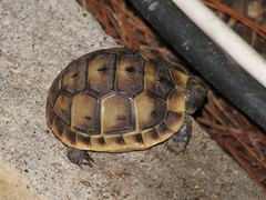 Testudo graeca ibera