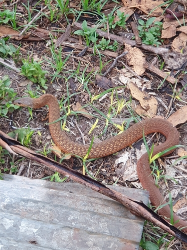 Common keelback sighting
