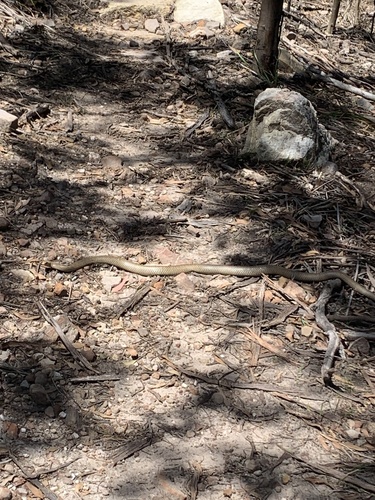 Eastern Brown Snake sighting