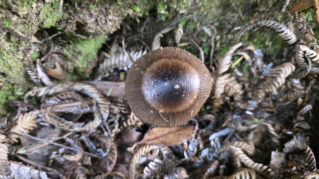 Amanita pekeoides · November 2025 · photo: © genevieveearly (iNaturalist, cc-by)